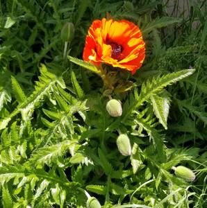 Meet your Posher, Angel